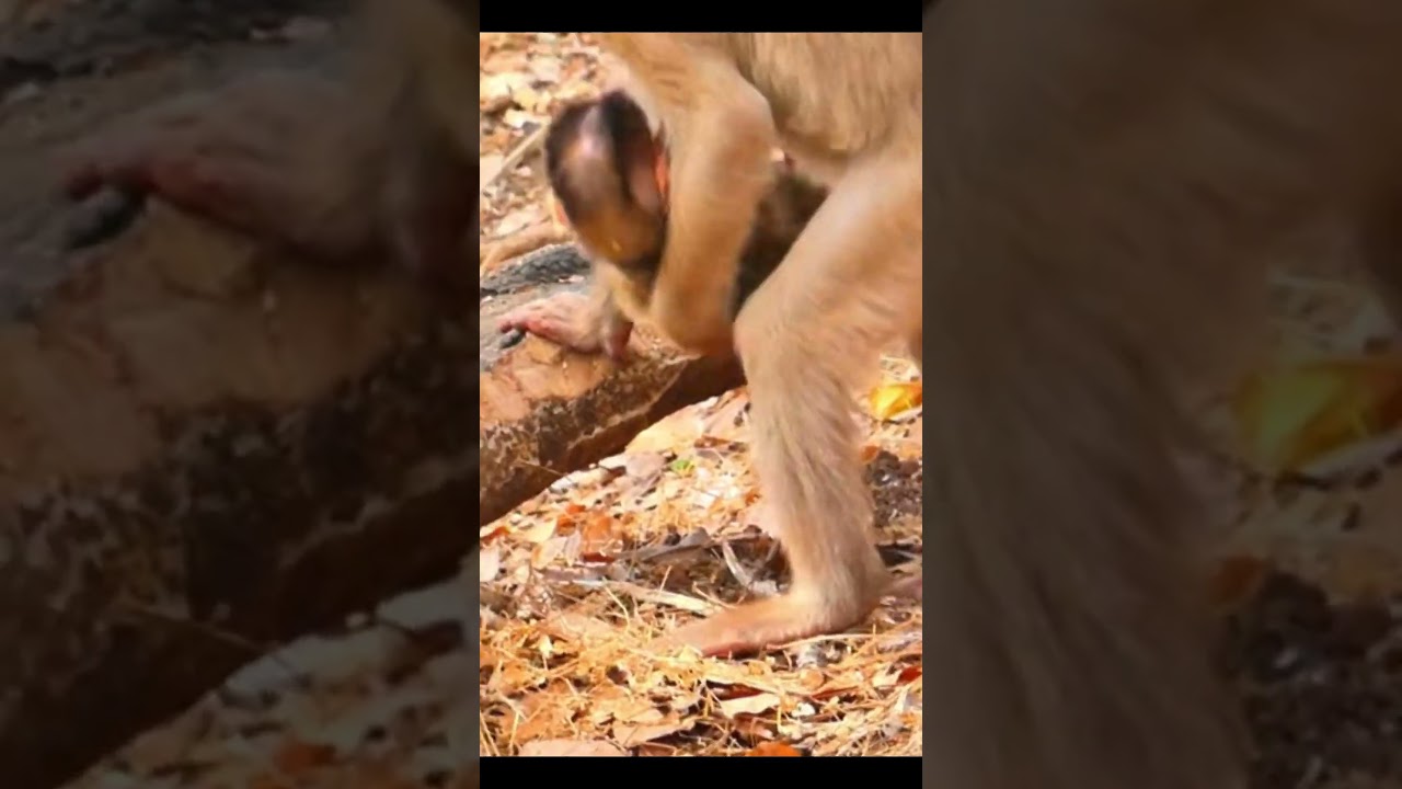 Monkey species: The baby monkey was kidnapped, luckily its mother reacted quickly.