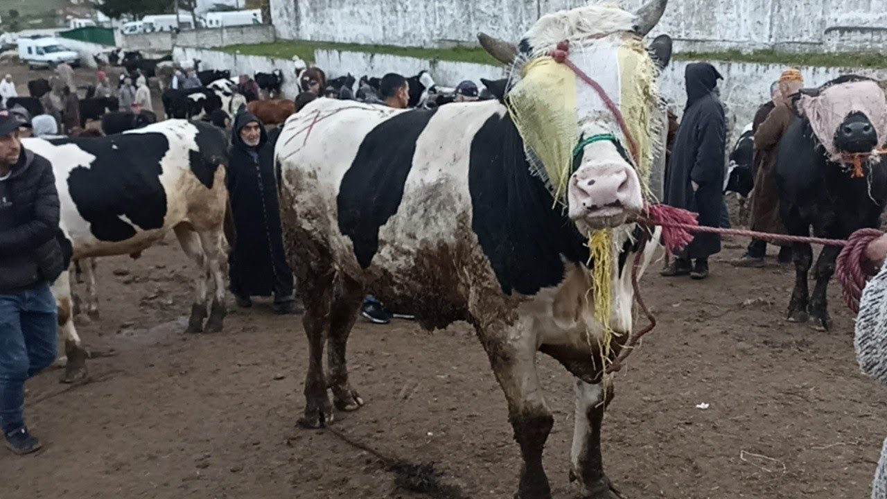 العجول الجزارية و الضروبة الكسابية بسوق الاربعاء تطوان 🐄🐂🐃🦬||18/03/2026||0667128425🔥❤️🇲🇦