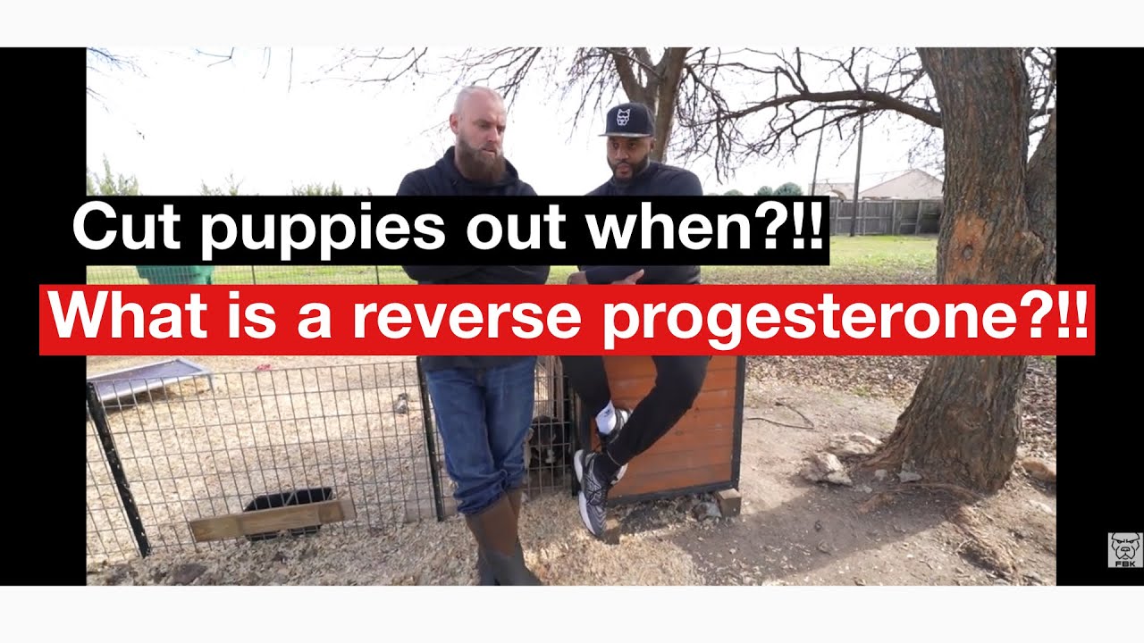 Reverse progesterone testing! Chris Moore Bulky built bulldogs