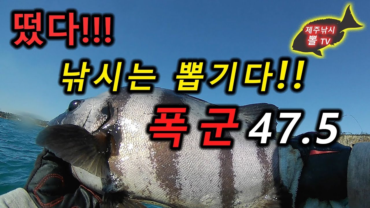 제주도 낚시- 안덕면 화순리 - 돌돔,イシダイ,벵에돔,口太グレ,참돔,マダイ,Opaleye fishing in Jeju island