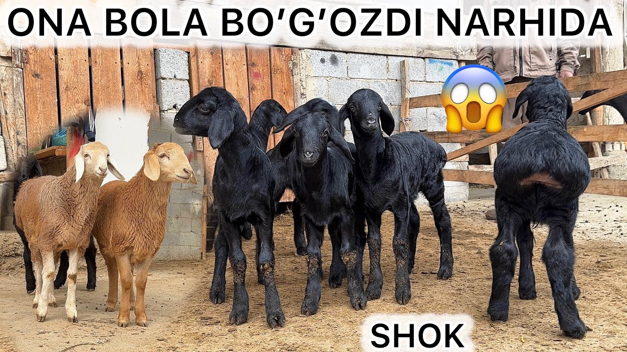 	ONA BOLA BOGOZDI NARHIDA EGIZAKCHI QOYLAR KELDI SHOK 😱