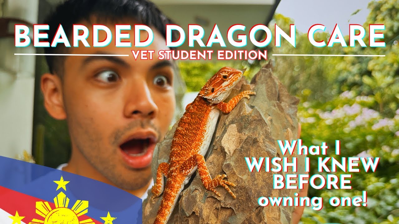 Vet Student’s 9 ESSENTIAL Tips for Bearded Dragon Care in the Philippines 🇵🇭 (With Subtitles!)