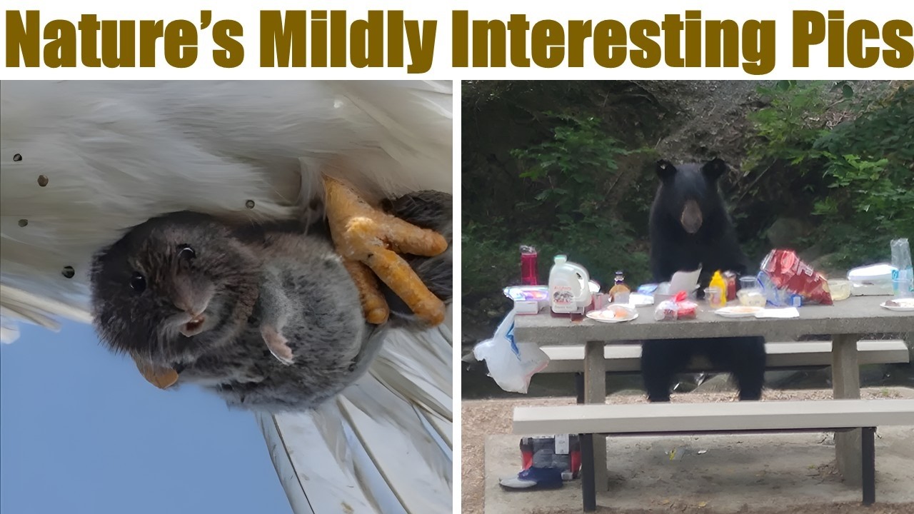 Pictures Of Nature’s Mildly Interesting Wonders That Are Totally Unexpected