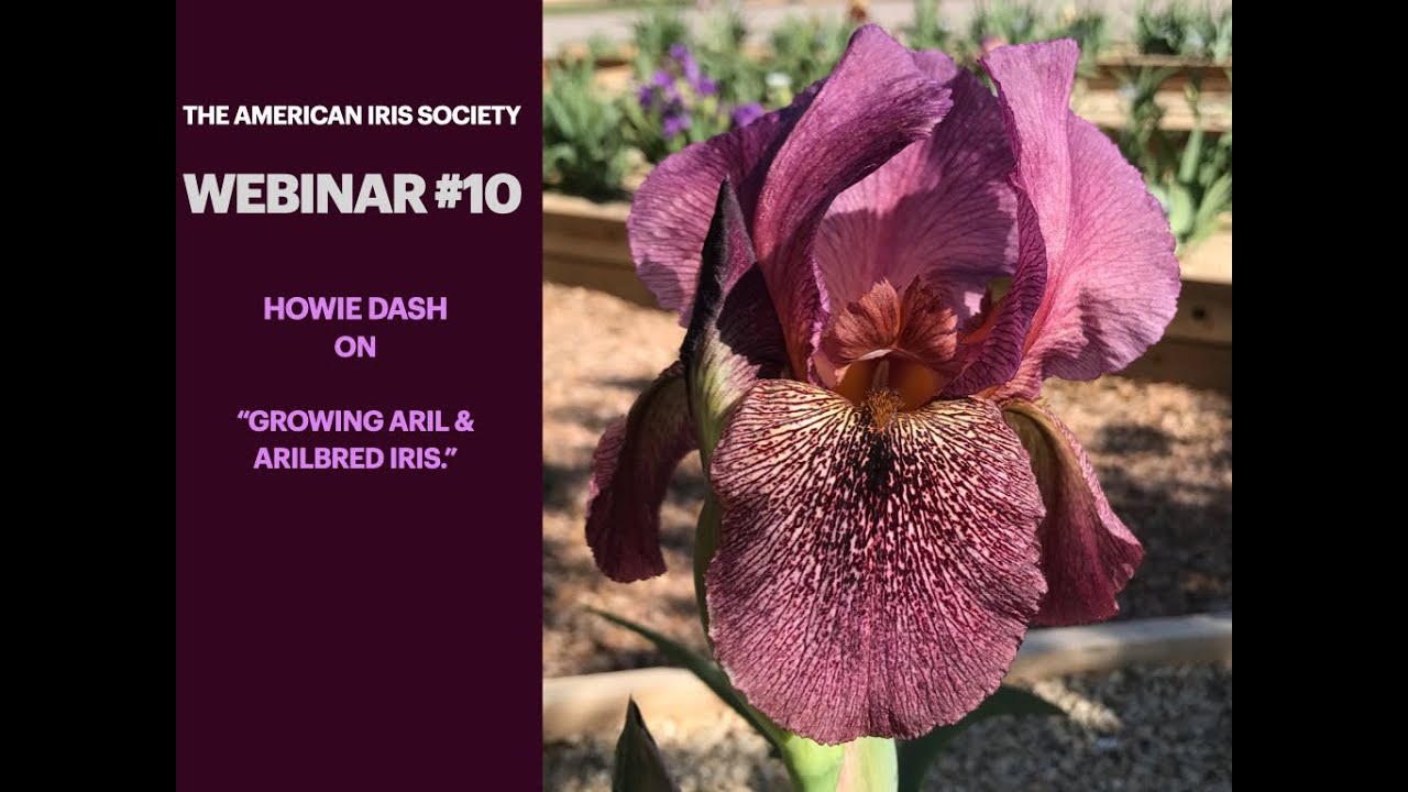AIS Webinar #10 
