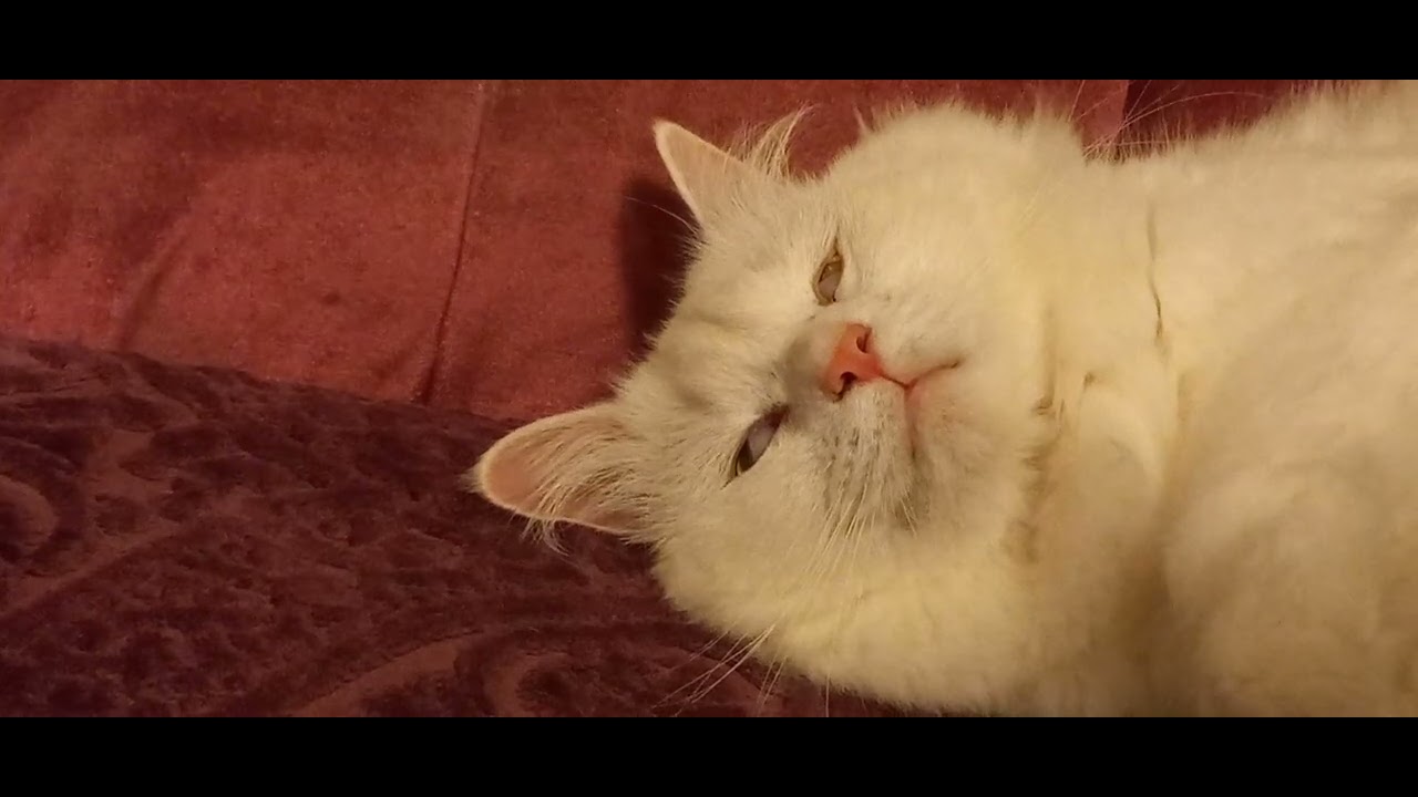 Cat with Alien Eyes!