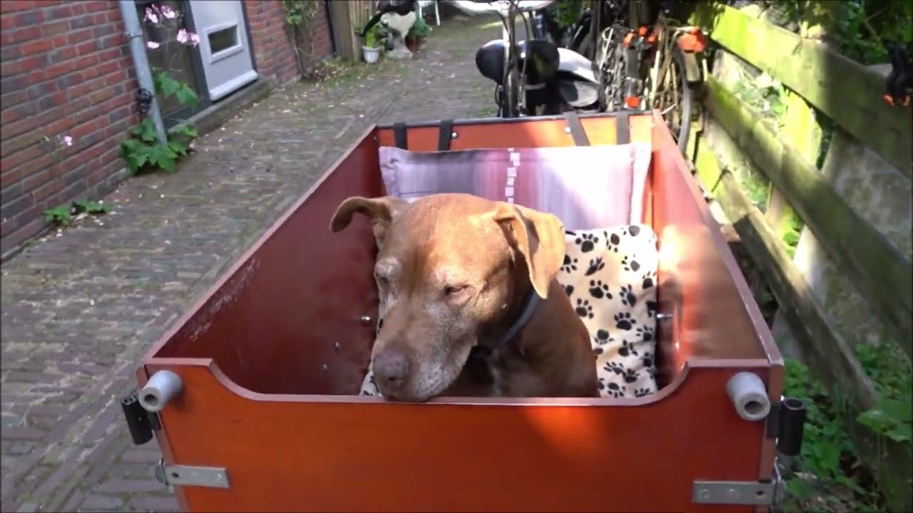 Bakfietsen met Amstaff Jantien
