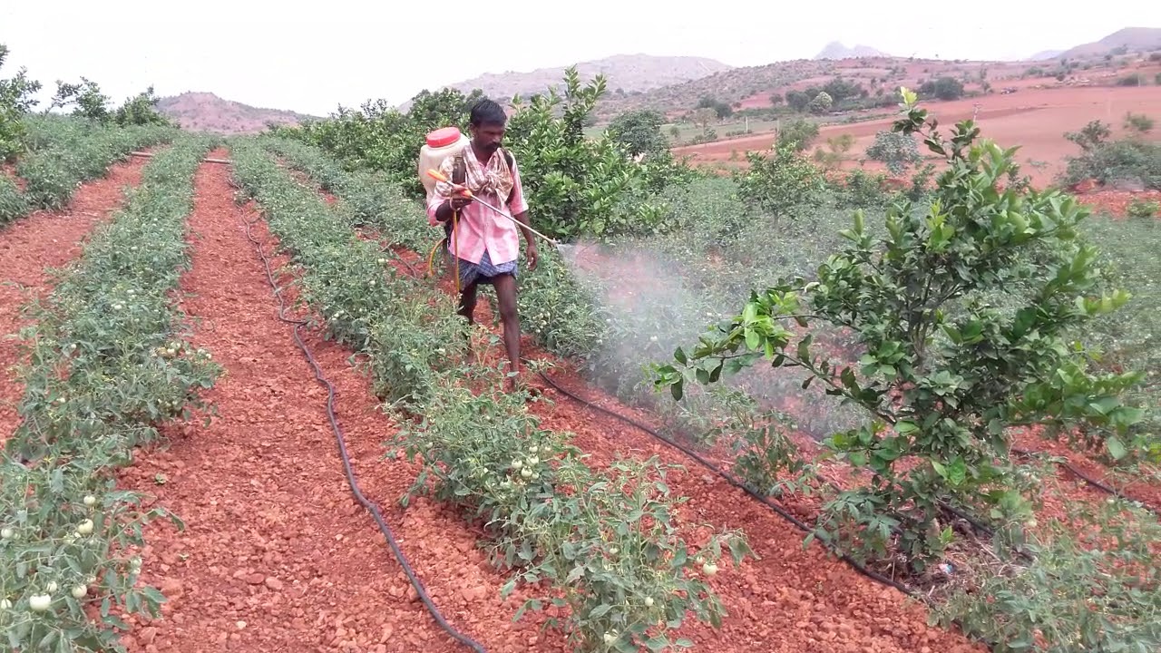 Agriculture @rayalaseemavillageshow043 @RAMAGRICULTURE @Raitunestham