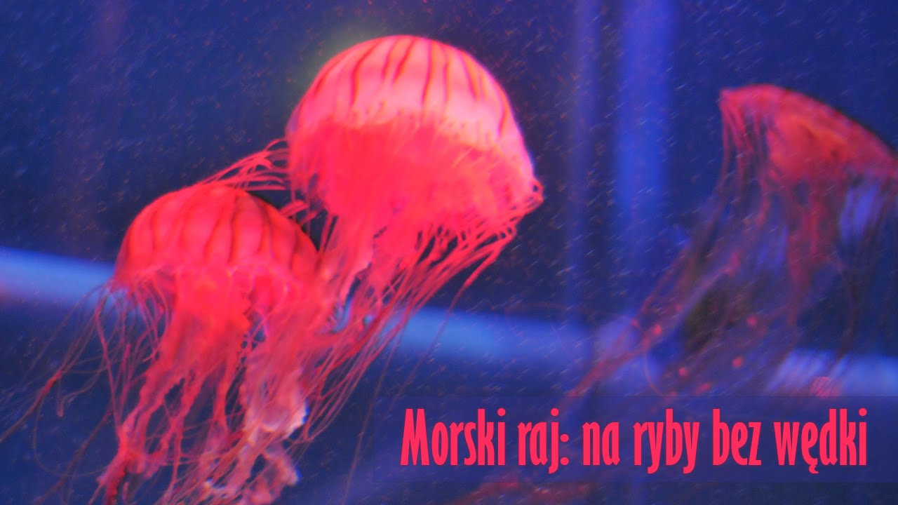 JOF03 :: 24 :: Morski raj: na ryby bez wędki