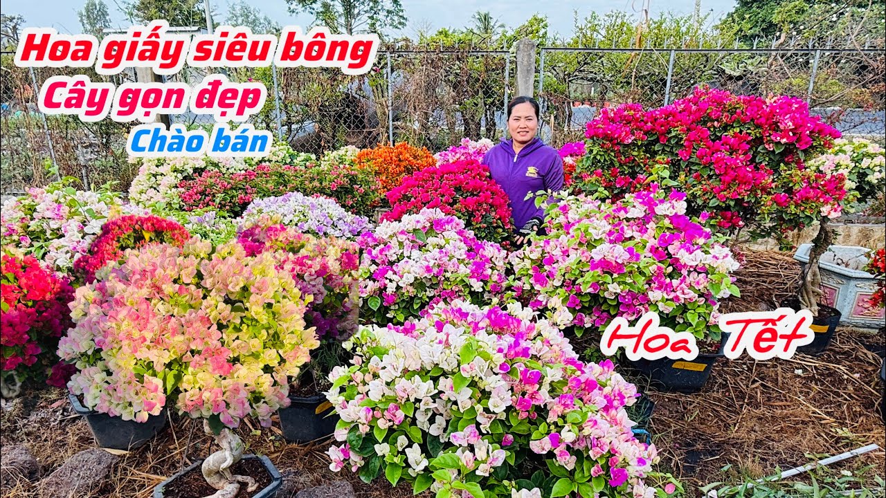 Hoa giấy nhiều loại chào bán cây gọn đẹp bao ship..03/02😘📲 0703.236.412.Cúc-Phan