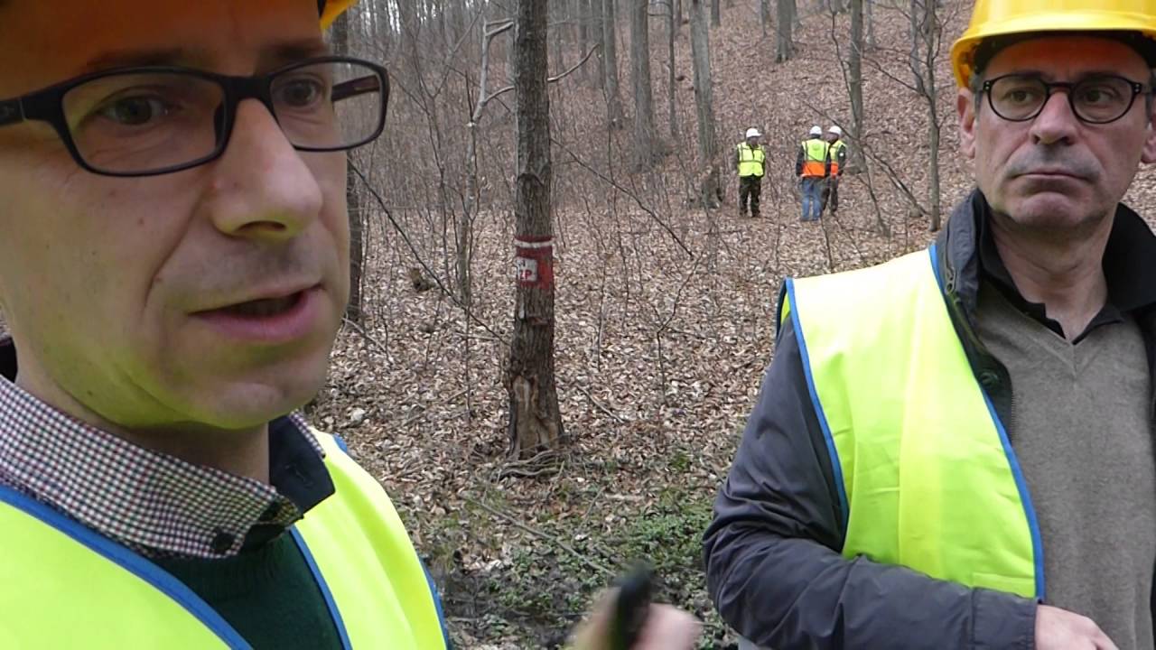 Eastern Forest (Groupe SLB) - Présentation [FR]