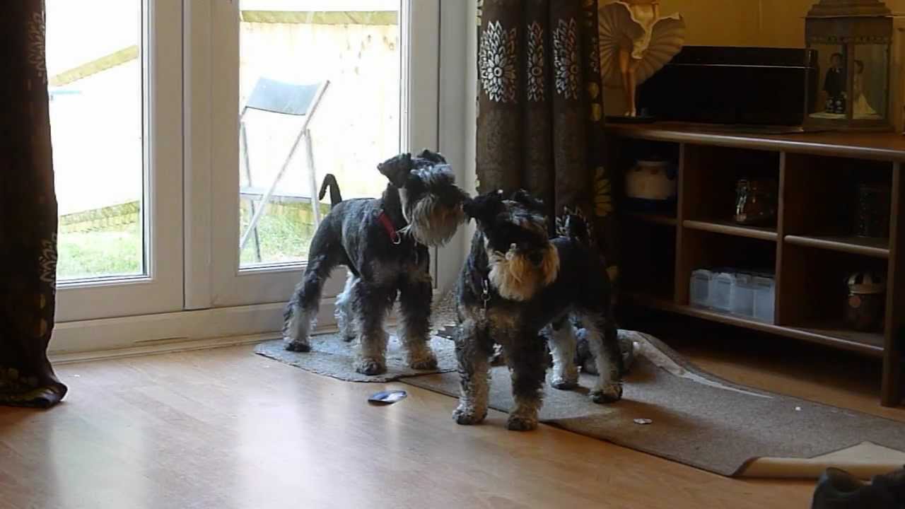 Mini Schnauzers barking HIGH PITCHED
