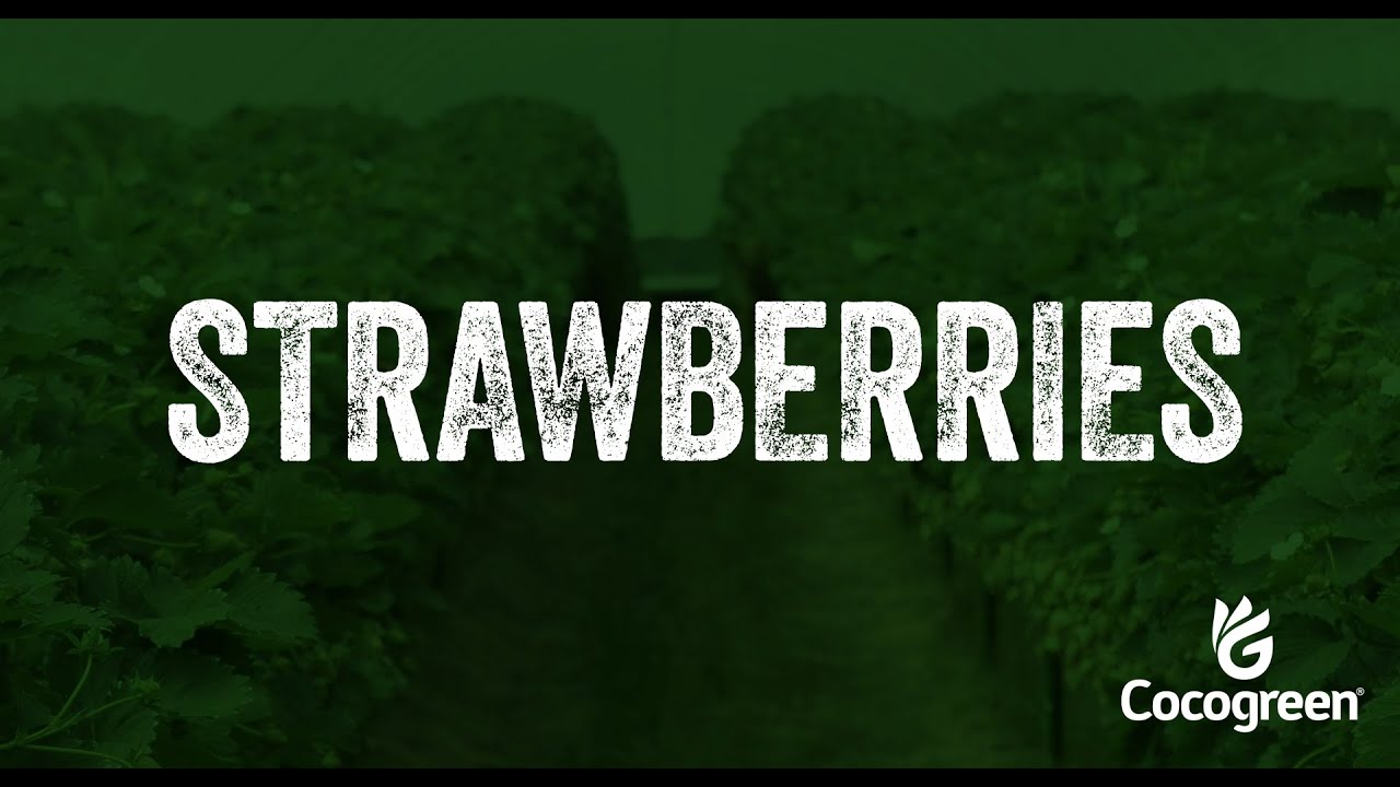 Cocogreen Coir Substrates for Strawberry Crops