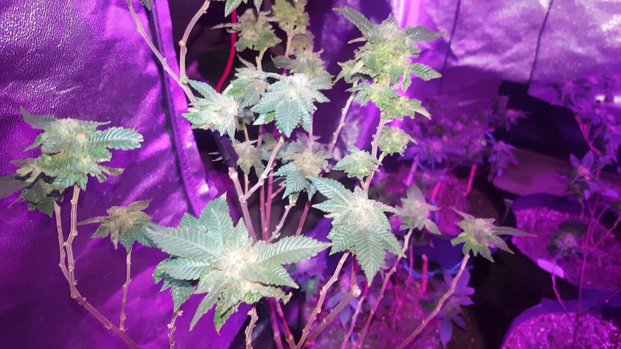 Gelato - White Widow & Unknown Strain Flowering Week 8