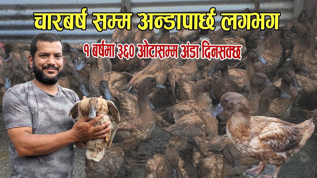 चारबर्ष सम्म अंडापार्छ लगभग - Duck farming new video - poultry farm business plan new video - khaki