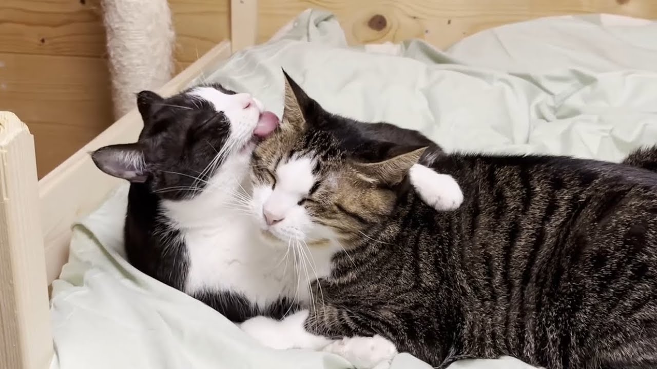 人間サイズの猫用ベッドを作って良かったこととあまり良くなかったこと