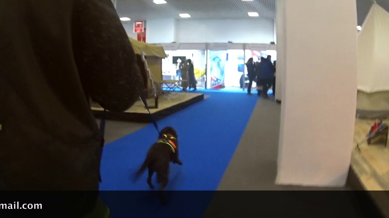 Nutella Mantrailing - Adventure '19 Fuarı - Mantrailing K&ouml;pekleri