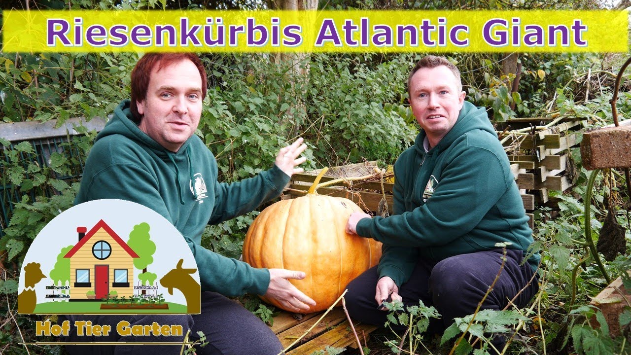Hof-Tier-Garten: Atlantic Giant - Riesenkürbisse 🎃