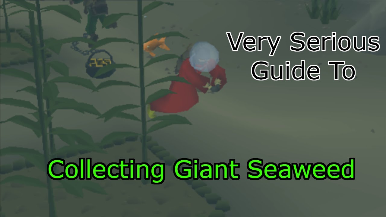 OSRS A Very Serious Guide to Giant Seaweed Collecting