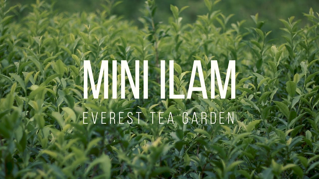 Mini Ilam l Jarsing Pauwa l Bhotechaur l Everest Tea Garden | Batuwa |@mecosmos7