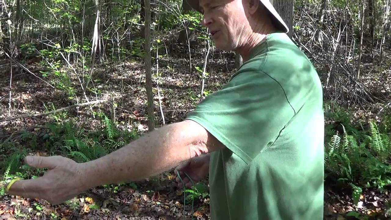 Tarp line with two prusik loops