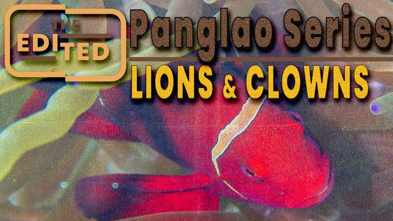 Balicasag's CATHEDRAL: 40-Min Dynamic Dive (w/ Fish ID!) | Panglao, Philippines