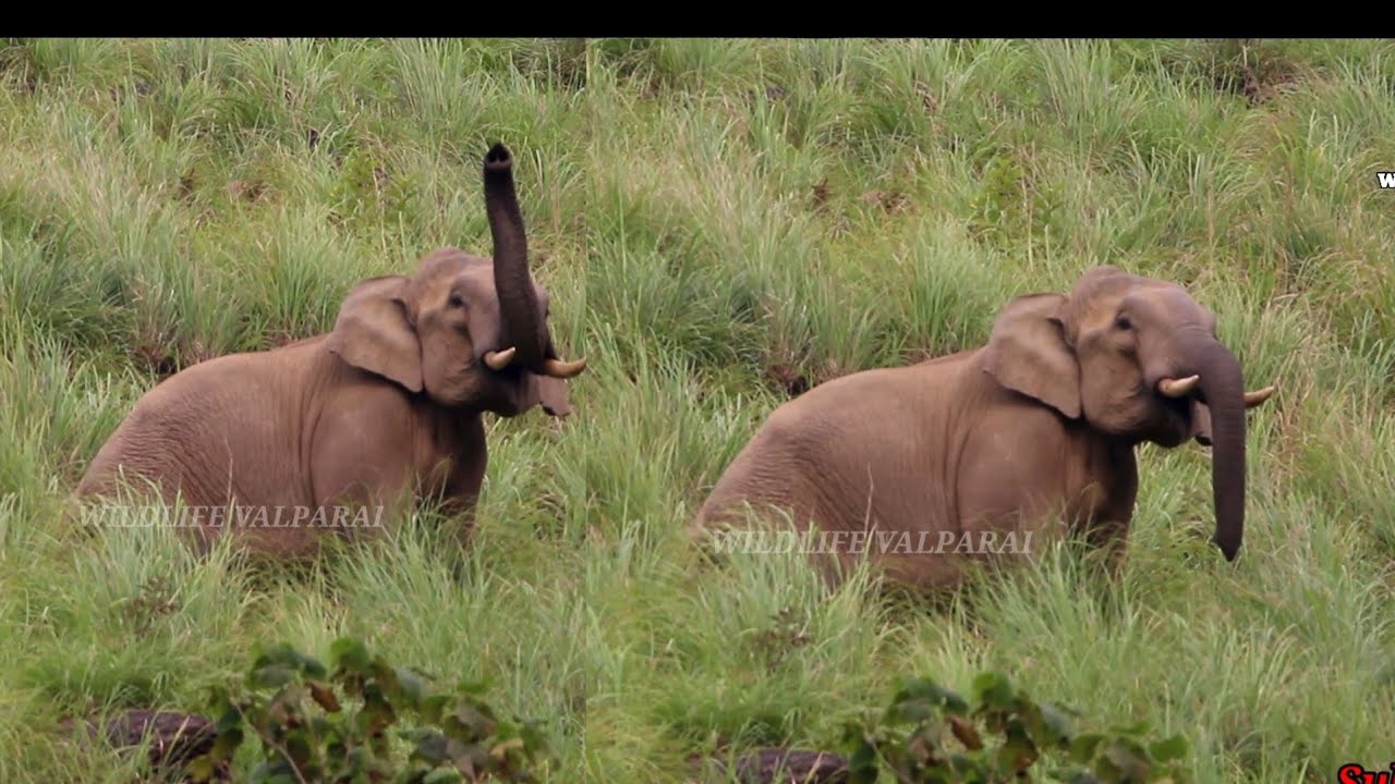 Elephant herd at the Grasslands (VALPARAI)
