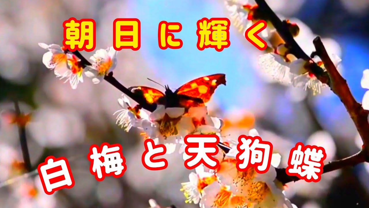 広島市植物公園【❸癒しの花✿梅🌸に天狗蝶🦋/河津桜💮/春先の花々🌼/かも類🦆/シジュウカラ🐦️】一足先に春を楽しむことができました🤩