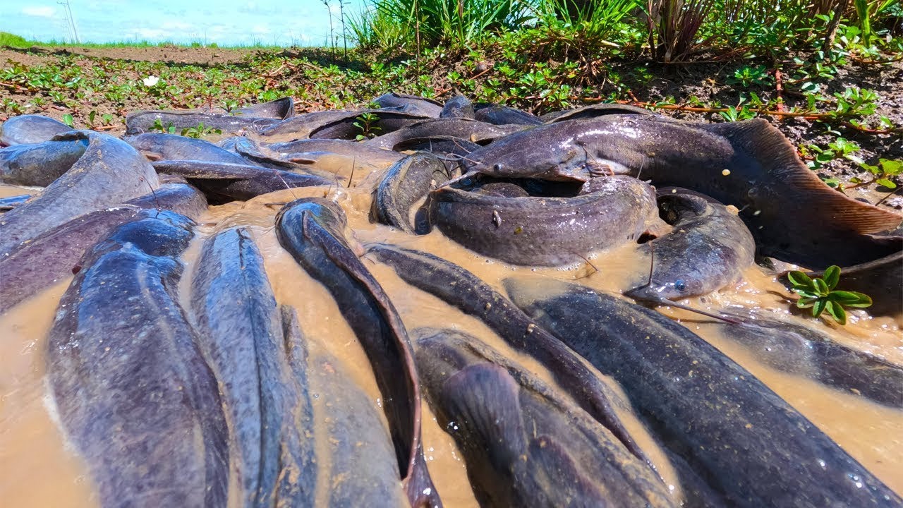After the Rain This Happened… I’ve Never Seen Many Catfish in One Place! Catfish All Over the Field!