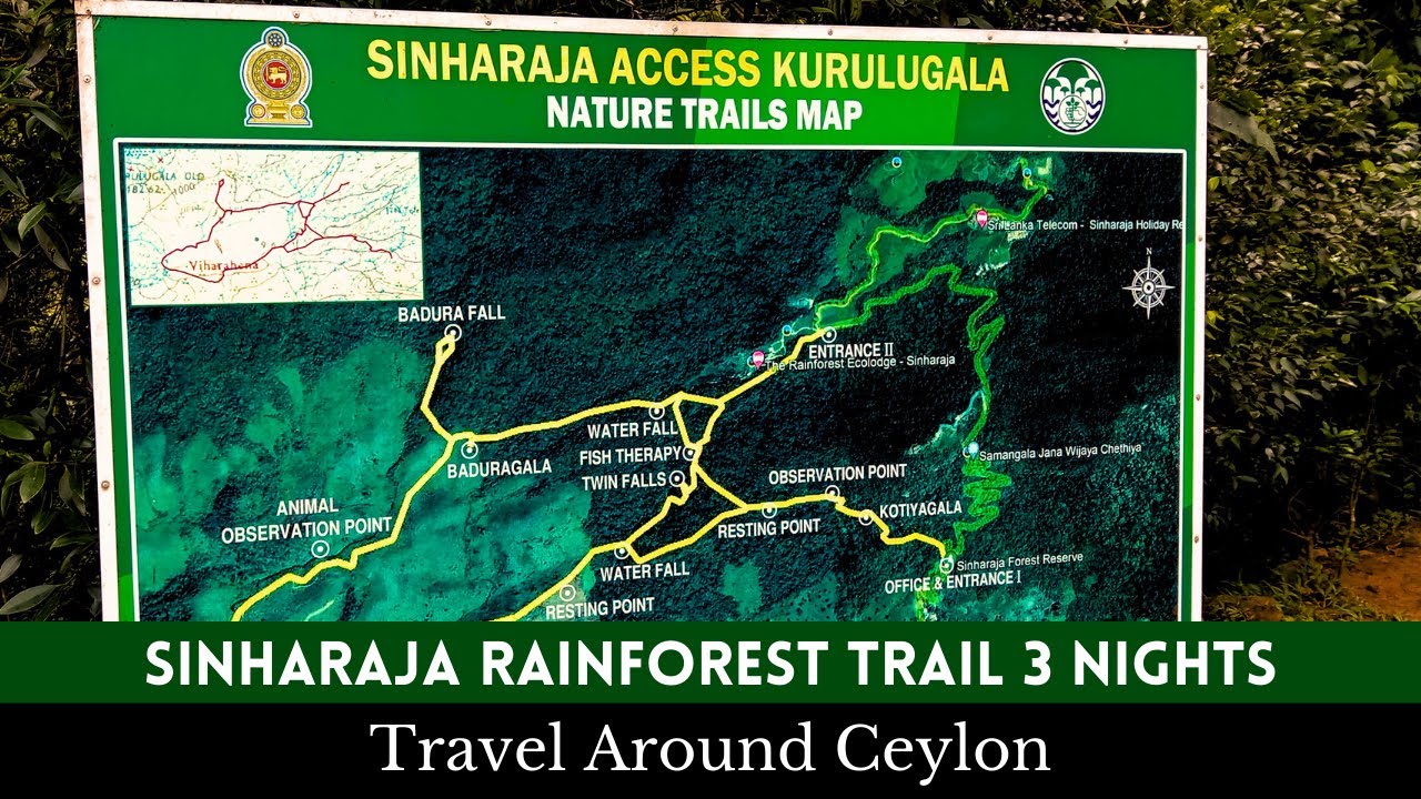 Exploring Sinharaja Rainforest: Pitadeniya to Kurulugala | Wildlife Encounters & Nature Adventure