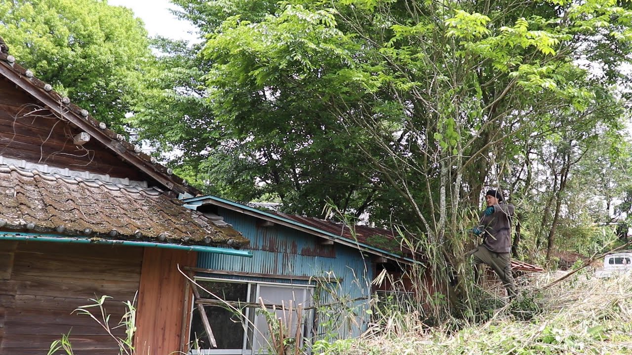 ハゼの木など大きな木を伐採 倒したら意外と大きかった