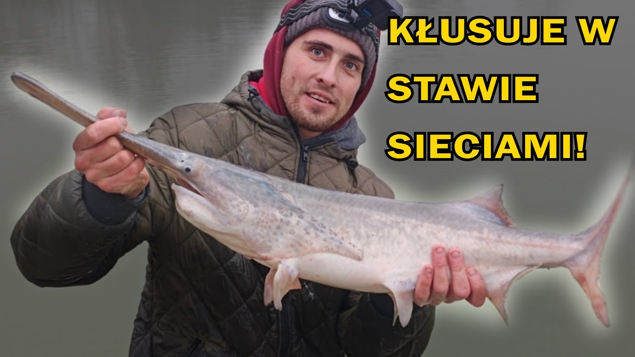 4 WIOSŁONOSY W SIECI - ŁOWIMY SIATKAMI! KONTROLNE ODŁOWY U RAFISHA!