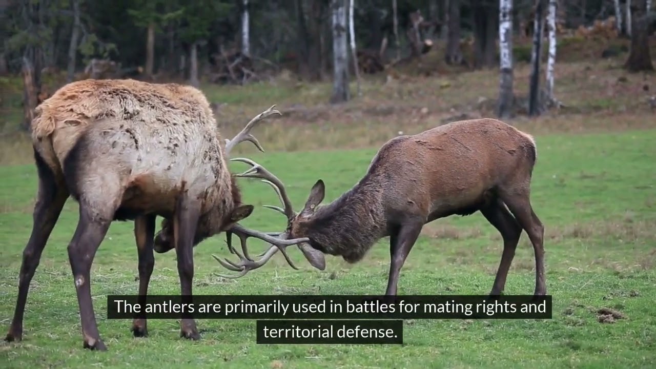 The Majesty of Red Deer: Exploring the Life of Cervus elaphus