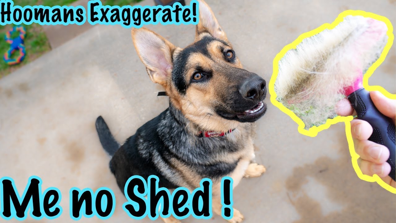 German Shepherds Don't Shed! #GermanShedders How to Deal With it.