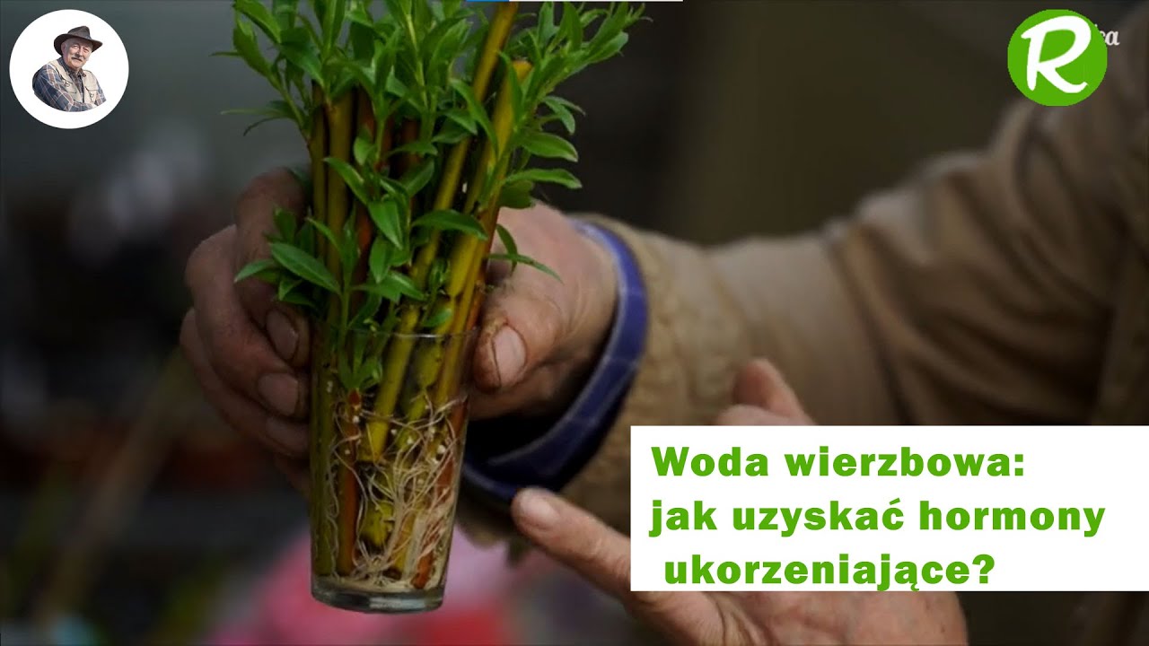 Woda z wierzby: jak mieć bezpłatnie zasób hormonów ukorzeniających w ogrodzie?