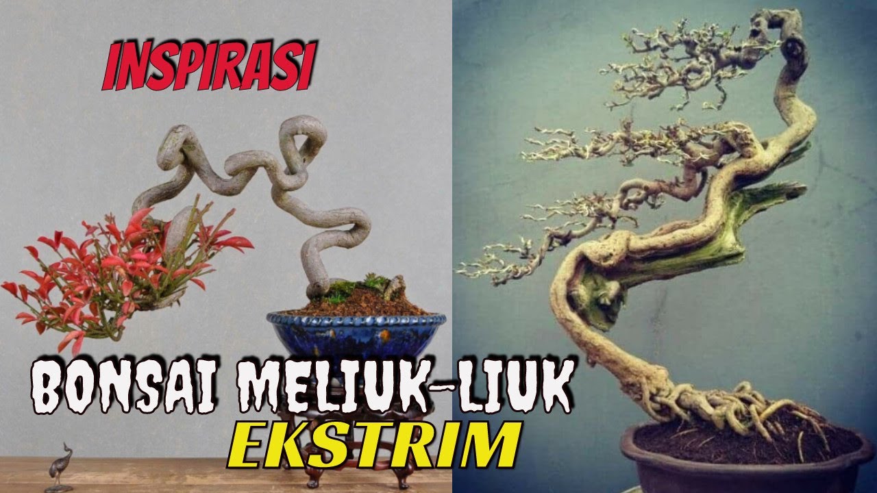 Inspirasi Bonsai Batang Meliuk-Liuk