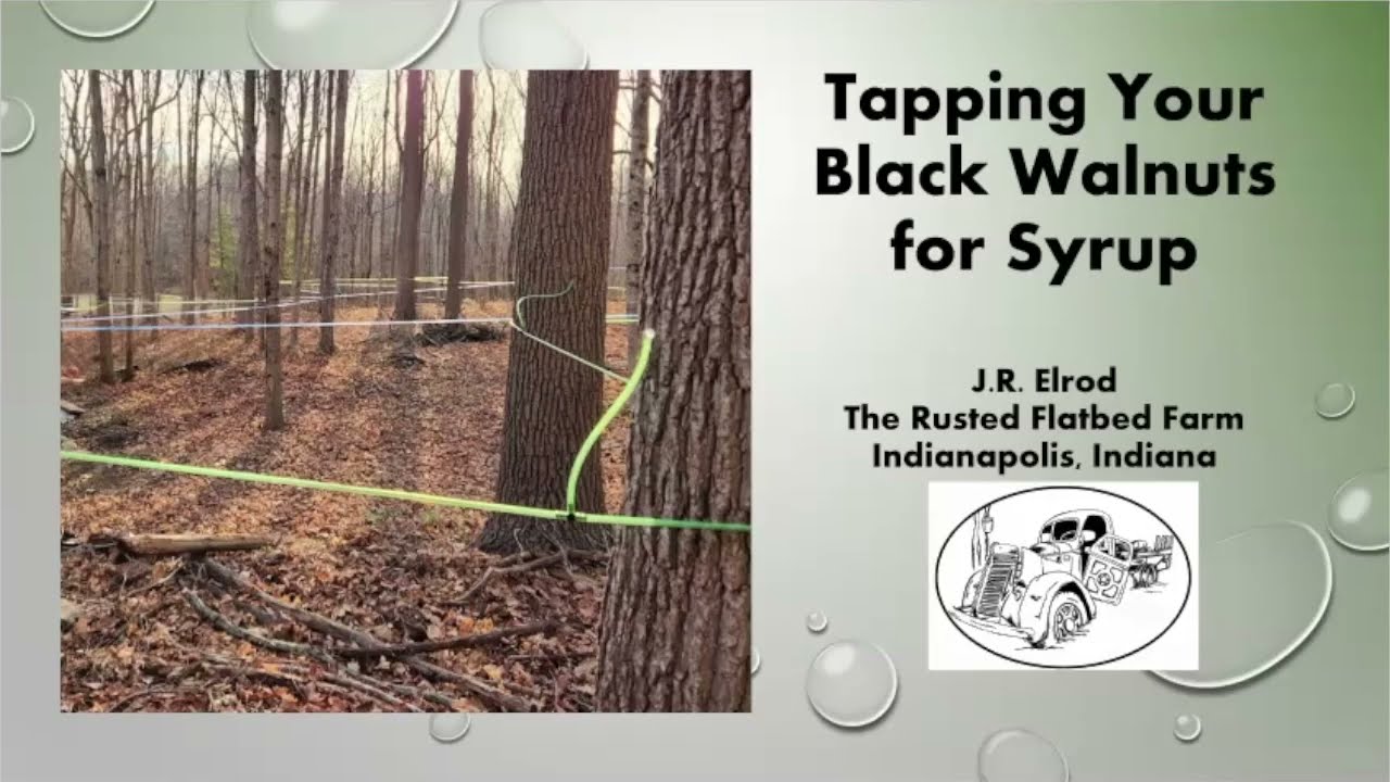 Tapping Black Walnuts for Syrup with J.R. Elrod