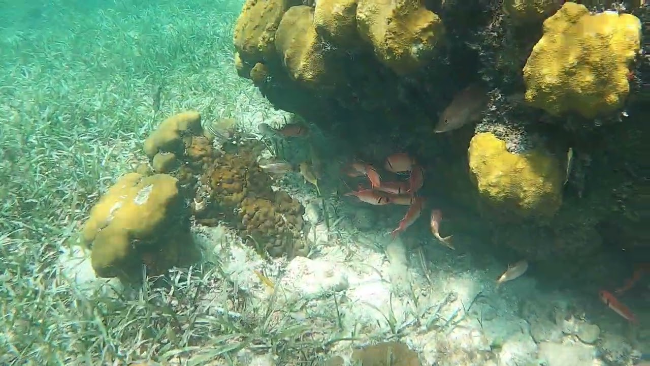 snorkeling smiths reef 5