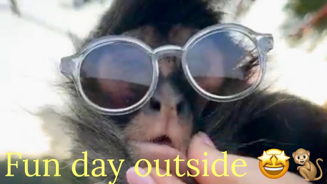 Let’s play outside 🐒🐒🐒🐒#fun