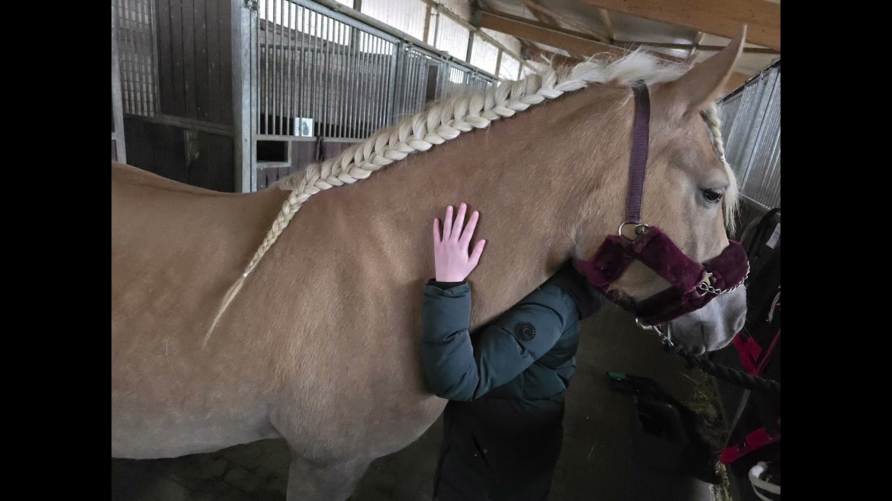 Froh Weihnachten ich muss das leider als Video machen das hätte man ihren Zopf nicht gesehen. #horse