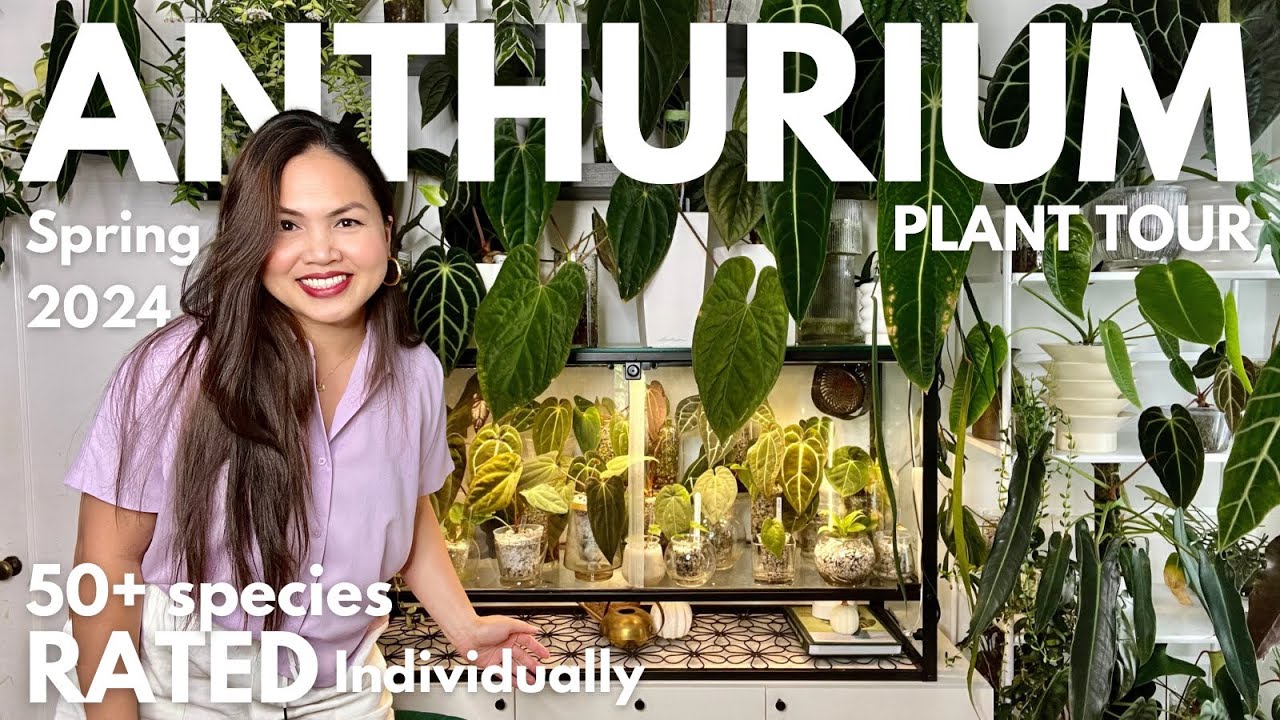 Anthurium Collection Tour: Seedlings to Mother Plants 🌿 | Care Tips & Ratings