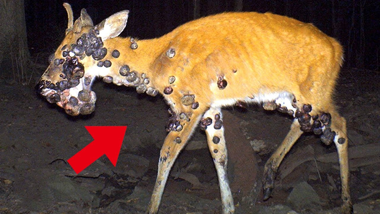 11 Animale MUTANTE Recuperate de la CERNOBIL
