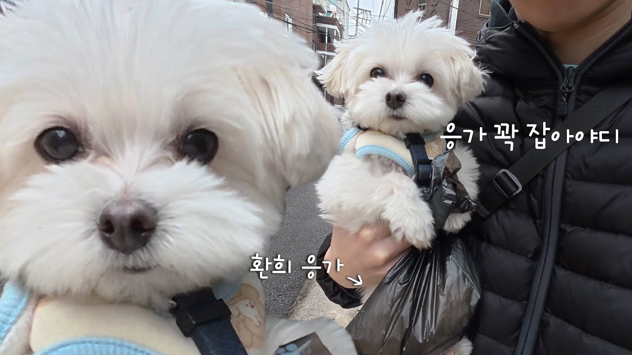 본인 똥 직접 들고 산책하는 강아지