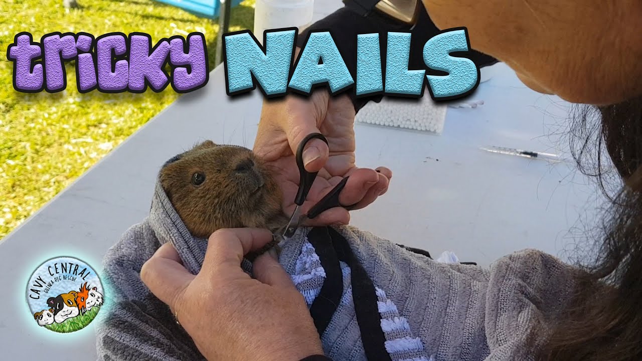 How to cut guinea pig nails easily