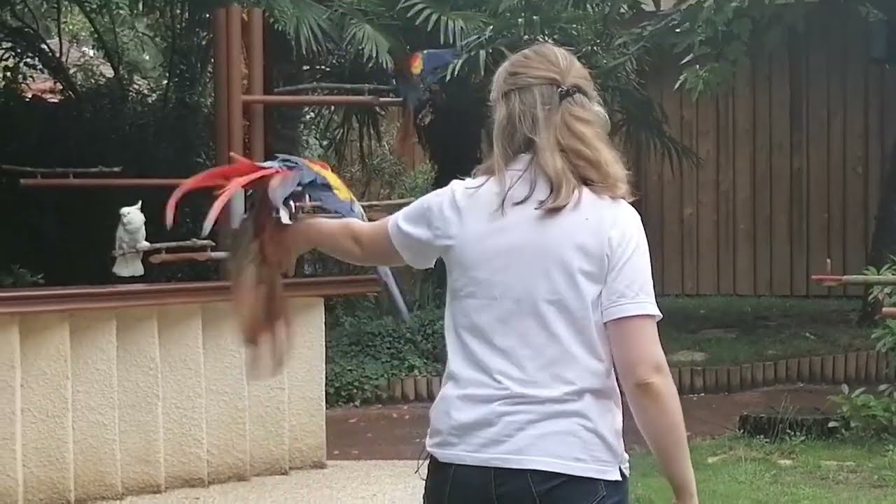 Spectacle de perroquets au Zoo de La Palmyre
