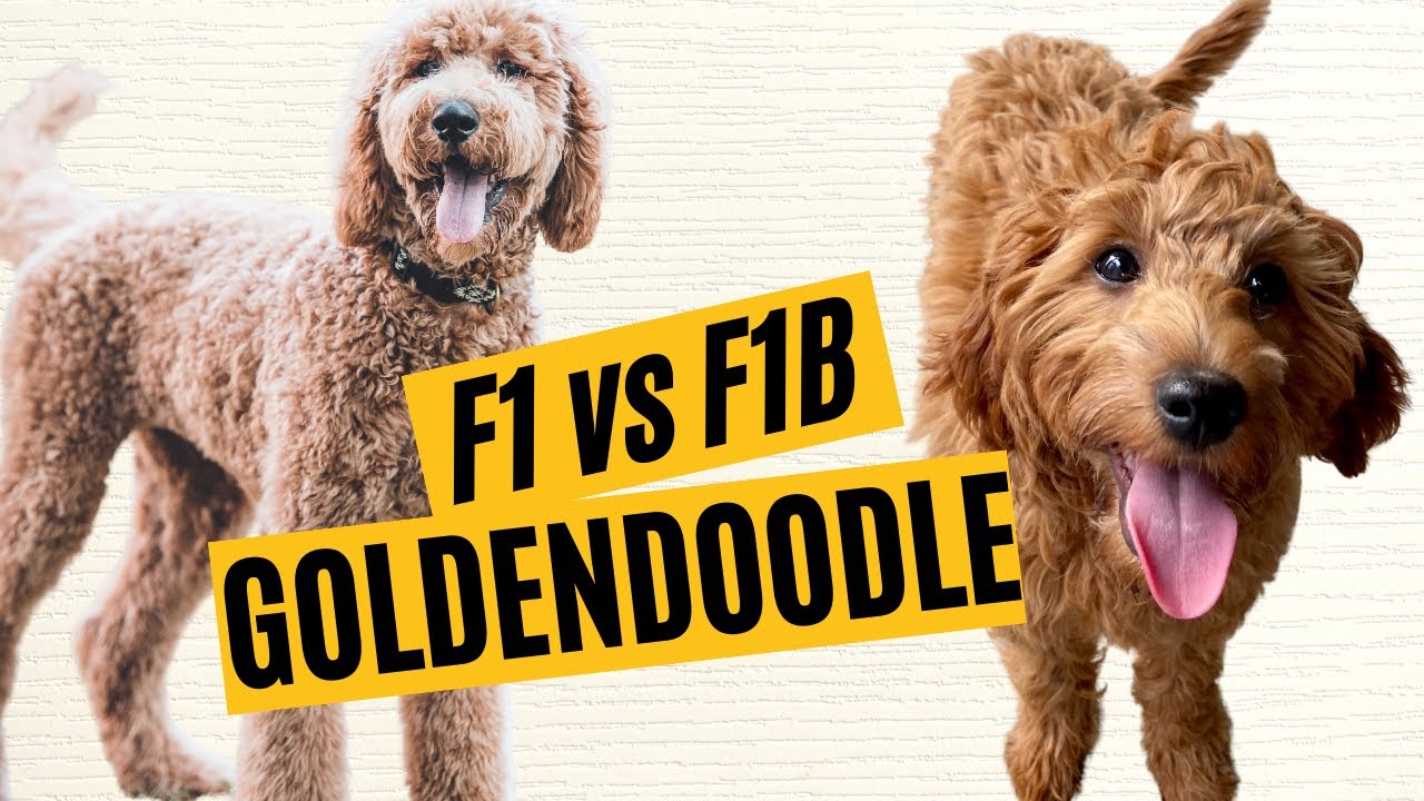 F1 vs F1B Goldendoodles - What is the Difference? 🐶
