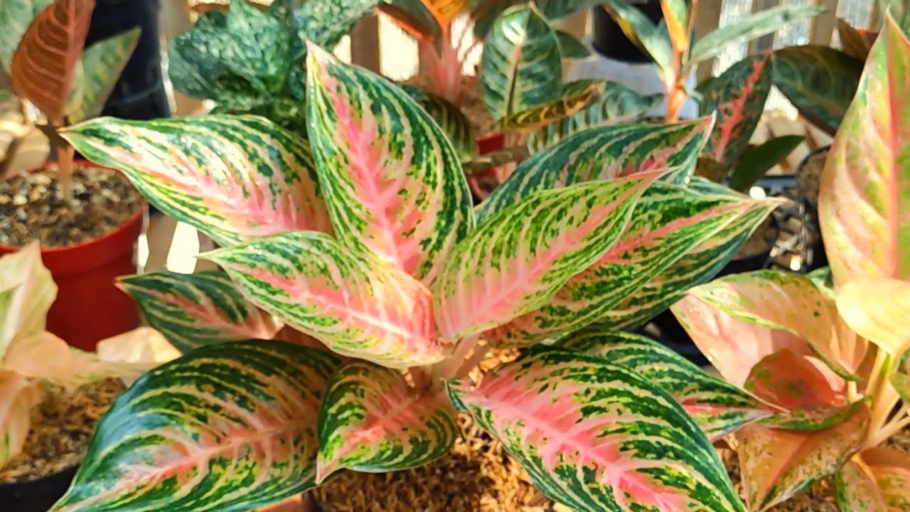 What a beauty Plant | simple way to Propagate Aglaonema Pink Beauty | Chinese Evergreen propagation