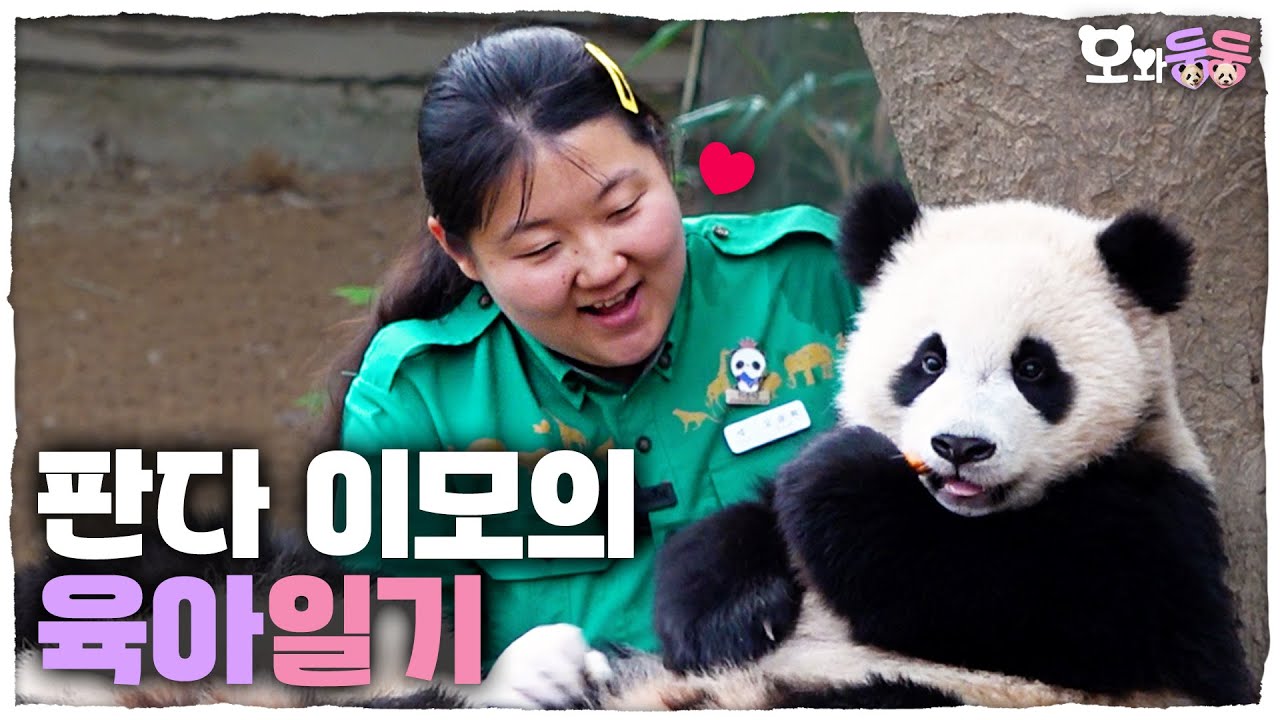 (SUB) Tante Oh Baos Baby Twin Pandas Elterntagebuch🐼🐼│Panda World