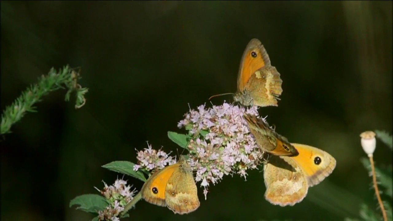 DOCUMENTAIRE. Chemillé, la ville fleur [Extrait]
