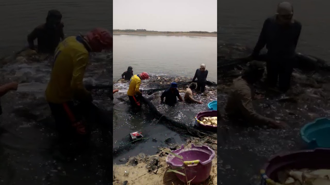 fish farming in najaf iraq. تربية الأسماك فی البحر نجف العراق