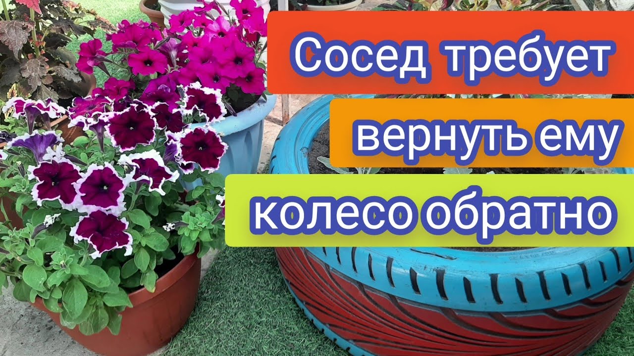 Из колеса сделал шикарную клумбу. Сосед не поверил своим глазам когда увидел это чудо